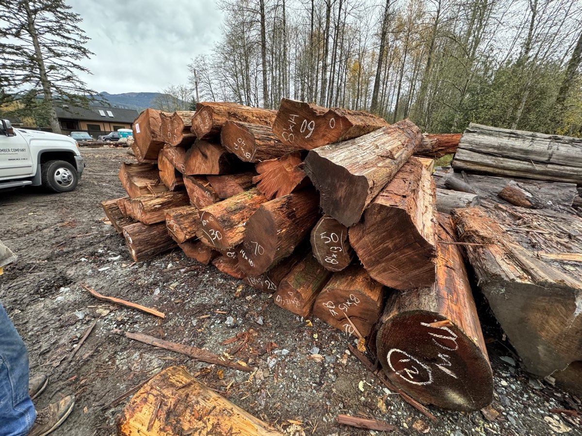 Douglas Fir logs chalk-marked to dimension before milling